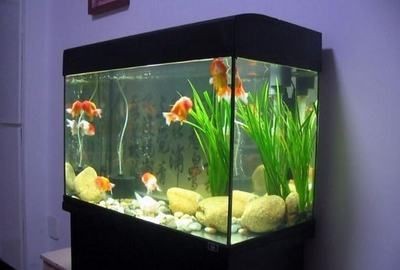 風水魚缸風水魚缸的擺放技巧和風水魚缸的擺放講究：家居風水魚缸擺放風水