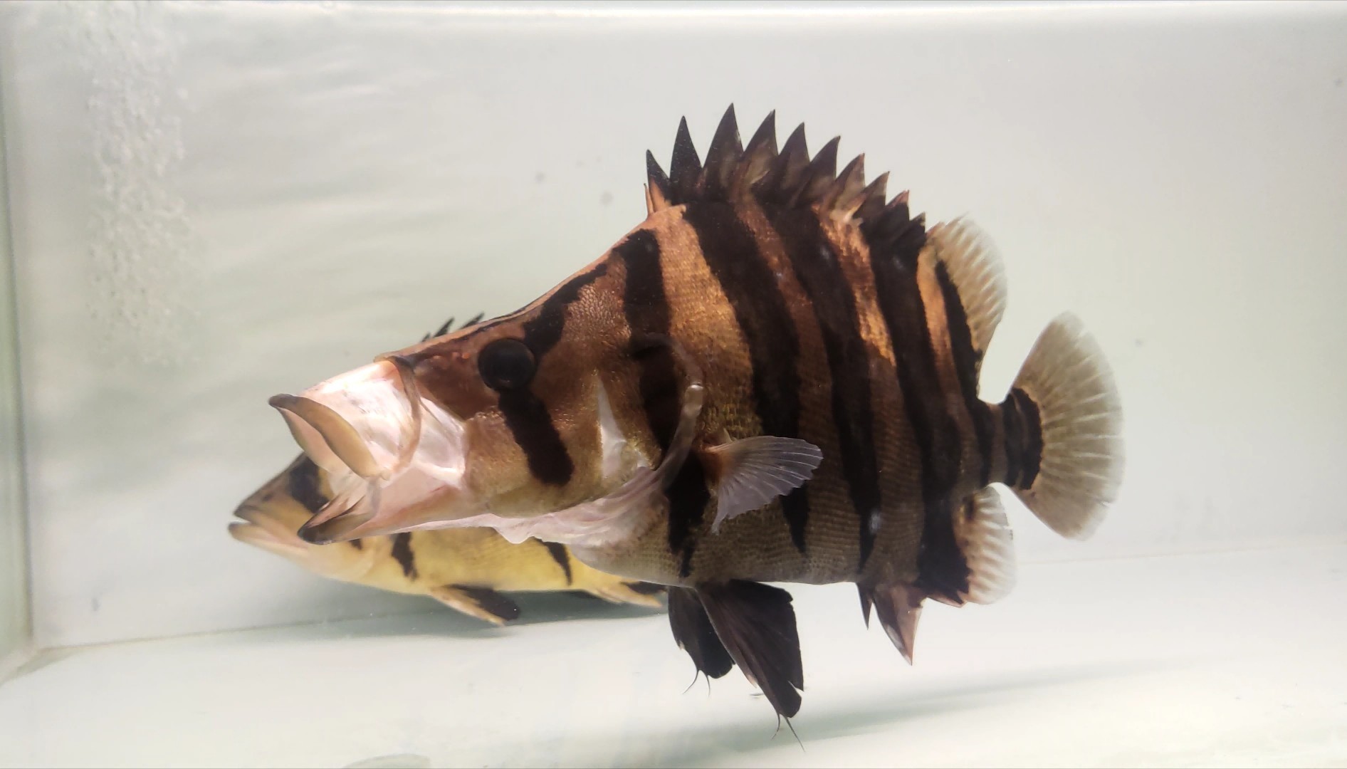虎魚的嘴