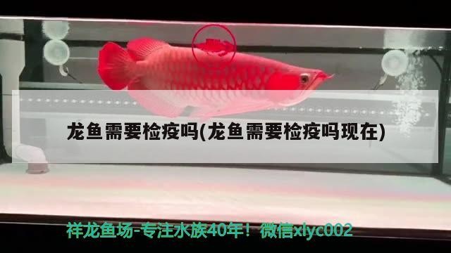 龍魚和虎魚混養大小比例(龍魚虎魚配魚) 虎魚百科 第1張 龍魚和虎魚混養大小比例(龍魚虎魚配魚) 龍魚和虎魚混養大小比例(龍魚虎魚配魚) 虎魚百科 第1張