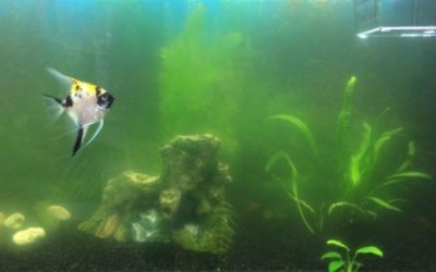 淡水魚魚缸放鹽的注意事項：淡水魚魚缸加鹽的作用和注意事項魚缸放鹽的作用和注意事項