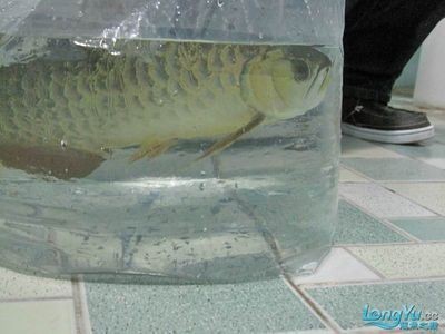如何調整龍魚的狀態