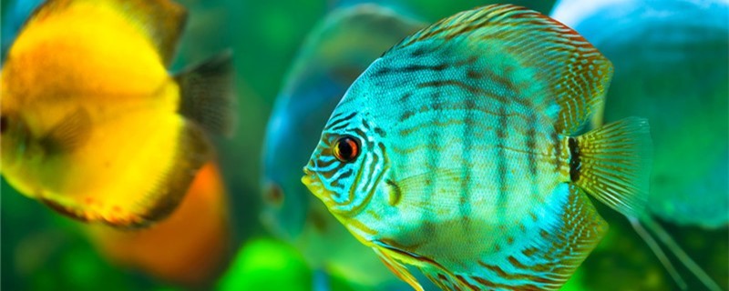 魚缸底沙中糞便怎么清理如何減少糞便