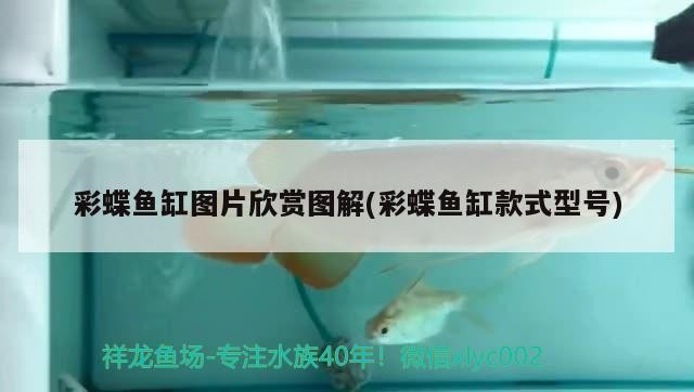 金龍和虎魚混養有什么寓意（金龍和虎魚混養有什么寓意嗎）