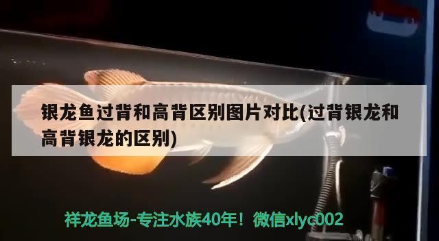 銀龍魚(yú)過(guò)背和高背區(qū)別圖片對(duì)比(過(guò)背銀龍和高背銀龍的區(qū)別)