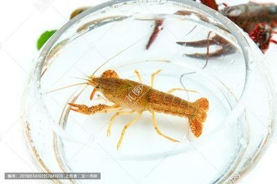 龍魚吃青蝦