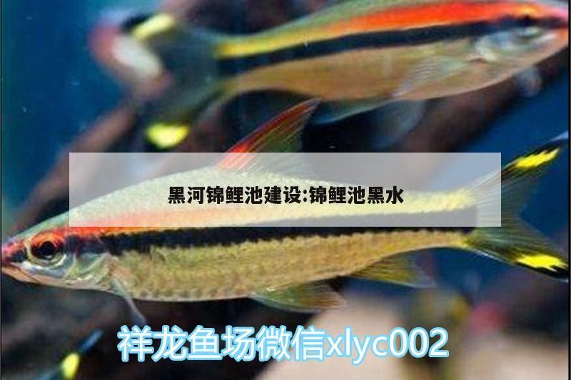 黑河錦鯉池建設(shè):錦鯉池黑水