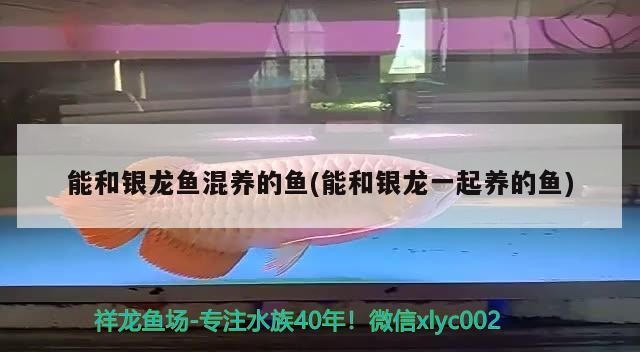 能和銀龍魚混養(yǎng)的魚(能和銀龍一起養(yǎng)的魚)