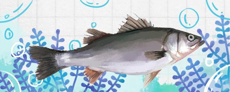 初冬釣鱸魚需要更深嗎？用什么餌料釣