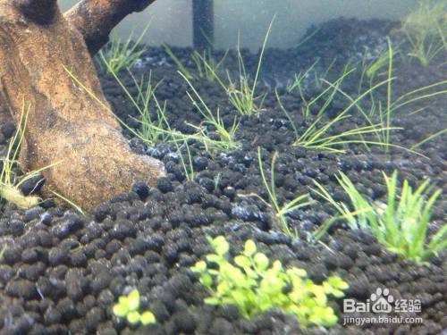 贛榆縣青口鎮海洋水族館（贛榆縣青口鎮海洋水族館電話）
