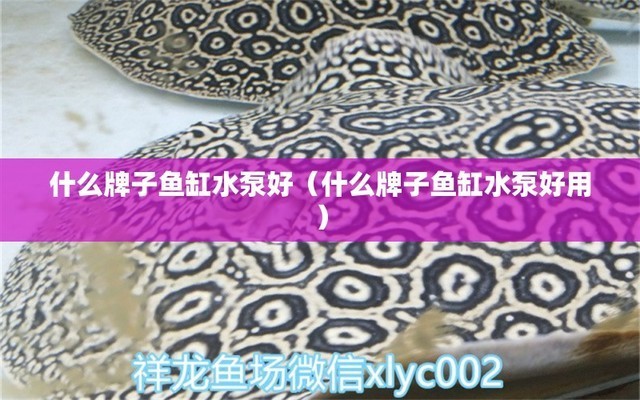 銀龍魚嘴撞爛了能好嗎圖片(銀龍魚魚嘴爛了)
