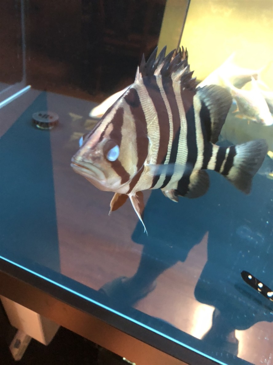虎魚蒙眼治療