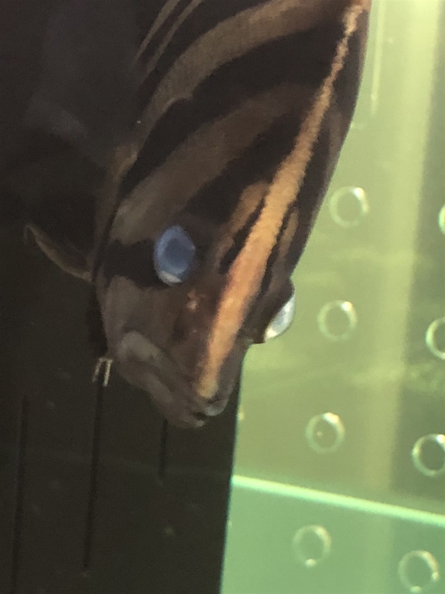 帝王龍魚的水質管理方法（關于帝王龍魚的問題）