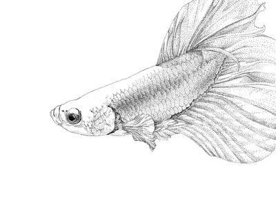 畫龍魚簡筆畫怎么畫好看又簡單 畫龍魚簡筆畫怎么畫好看又簡單 龍魚百科 第3張