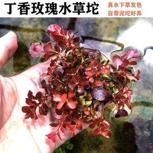 適合古法養魚的水草種類如何選擇適合古法養魚的水草種類：古法養魚的水草種類