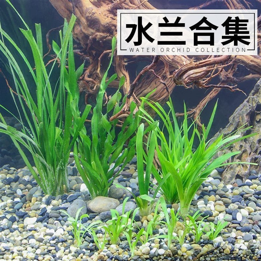適合古法養魚的水草種類如何選擇適合古法養魚的水草種類：古法養魚的水草種類