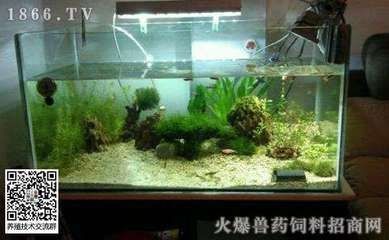 魚缸生態系統的構建：魚缸光照管理的重要性光照是影響魚缸水質的關鍵因素之一