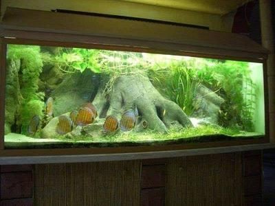 魚缸生態系統的構建：魚缸光照管理的重要性光照是影響魚缸水質的關鍵因素之一