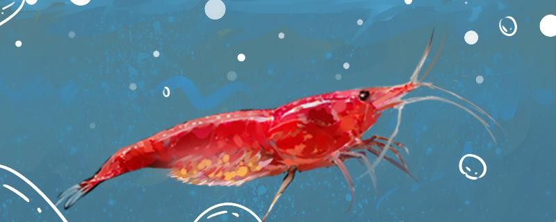 櫻花蝦吃水草嗎吃魚飼料嗎