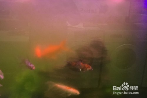 銀龍魚(yú)爛眼了怎么辦圖片（銀龍魚(yú)爛眼了怎么辦圖片大全）