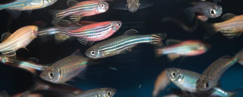 剛出生的斑馬魚吃什么應該怎么養