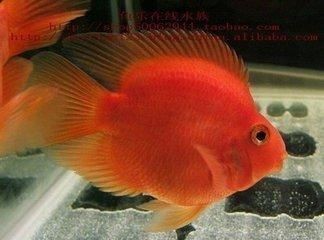 金龍魚一起養(yǎng)的魚招財魚
