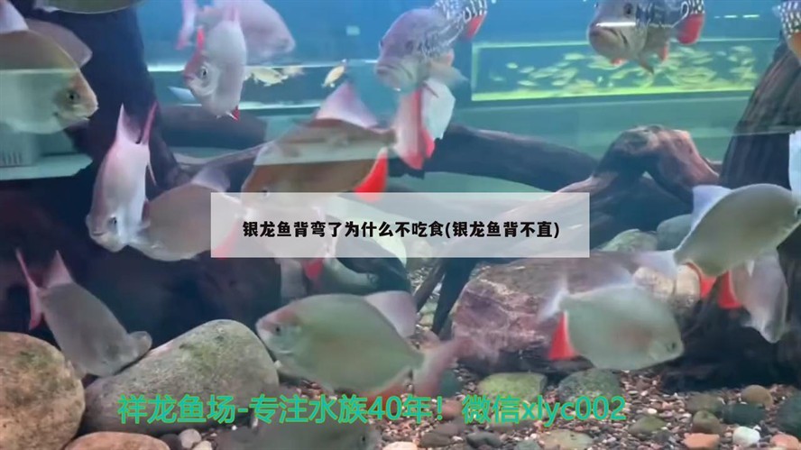 銀龍魚背彎了為什么不吃食(銀龍魚背不直)