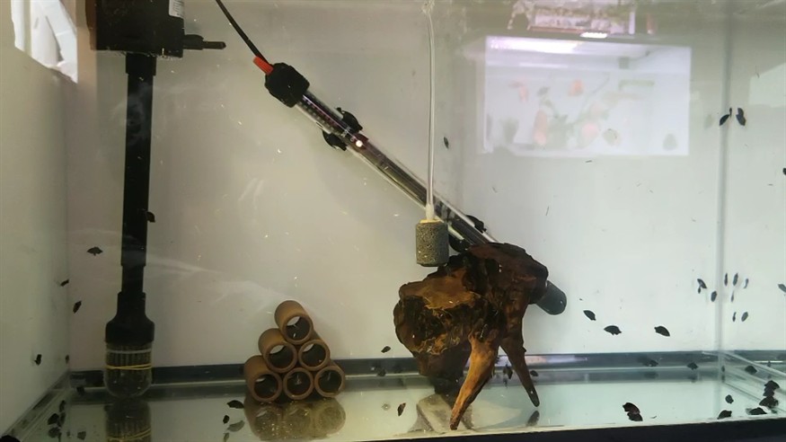 100條虎苗零損耗 虎魚百科 第1張 100條虎苗零損耗 100條虎苗零損耗 虎魚百科 第1張