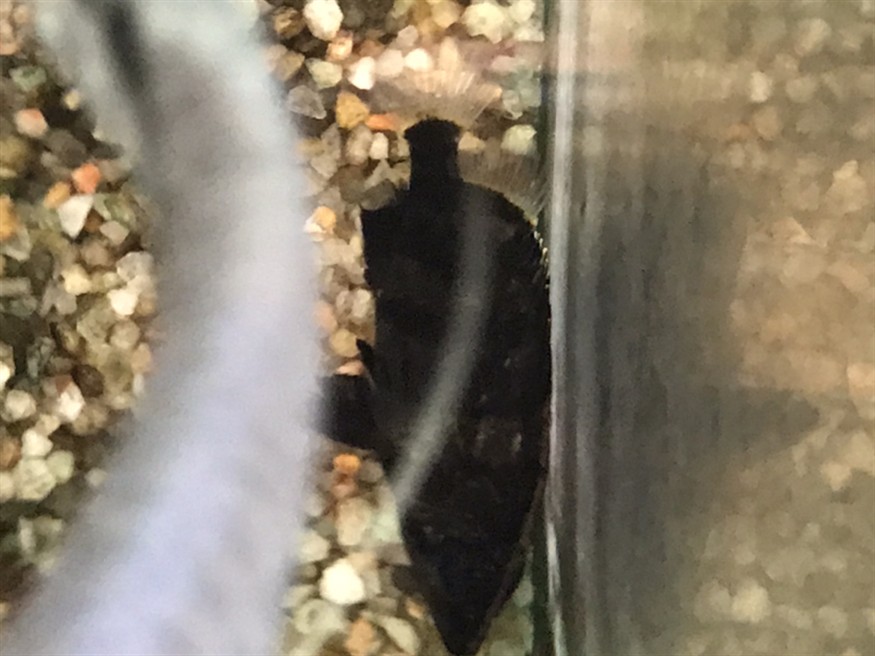虎魚爬缸