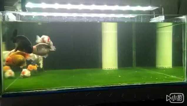 電白縣水東鎮水族金魚店（電白縣水東鎮水族金魚店電話）