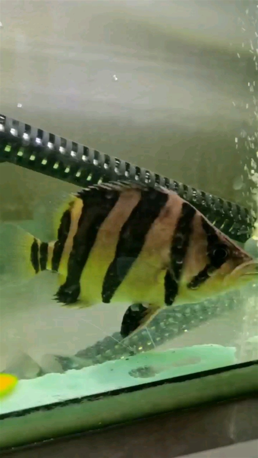 虎魚腸炎