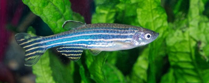 水質很差適合養什么魚養什么魚可以改善水質
