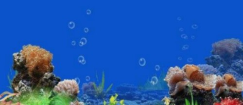 銀龍魚幾年停止生長（銀龍魚多長時(shí)間長大）