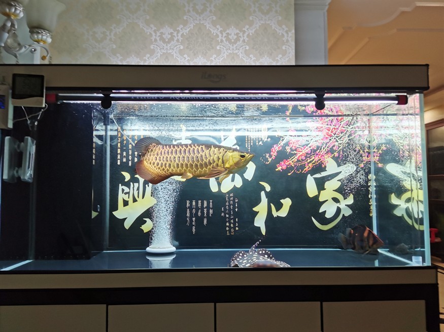 把黑色背景換了白色虎魚會亮嗎？