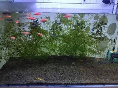 魚缸養河蚌在魚缸里怎么養河蚌在魚缸里怎么養河蚌：河蚌在魚缸中的飼養技巧