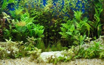 魚缸底砂選擇標準選擇標準選擇合適的魚缸底砂是養魚過程中的重要環節：魚缸底砂與水質管理的關系