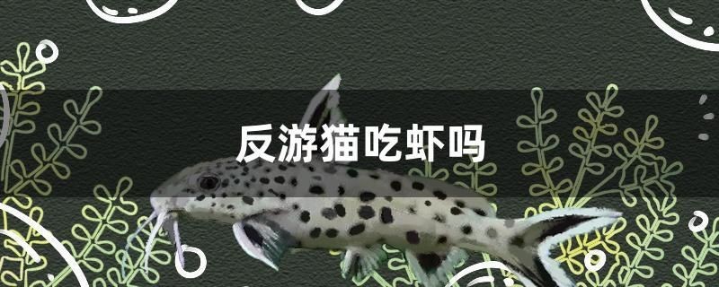 反游貓吃蝦嗎
