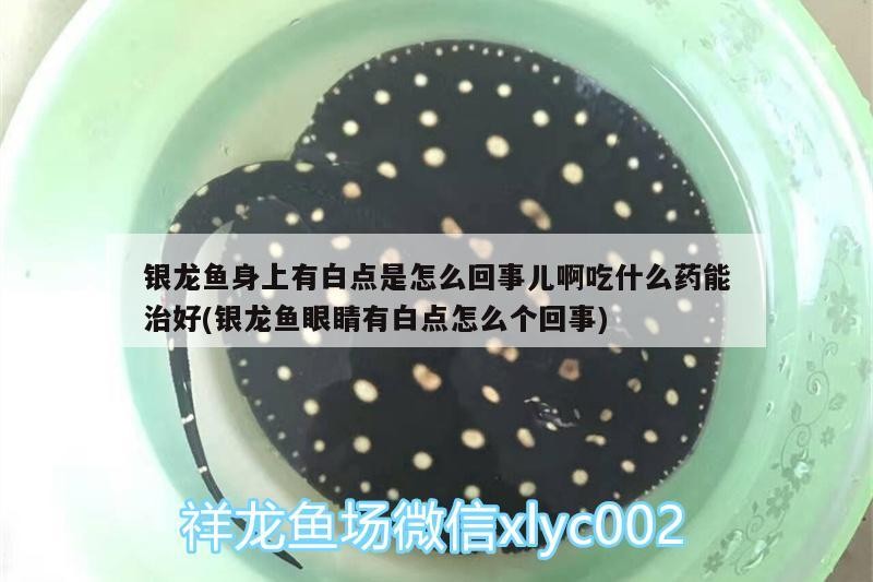 銀龍魚身上有白點是怎么回事兒啊吃什么藥能治好(銀龍魚眼睛有白點怎么個回事)