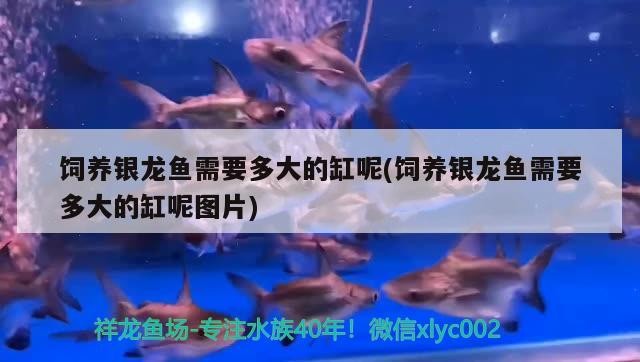飼養(yǎng)銀龍魚需要多大的缸呢(飼養(yǎng)銀龍魚需要多大的缸呢圖片)