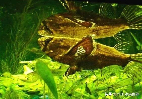 龍魚狀態(tài)不錯就不吃食了嗎