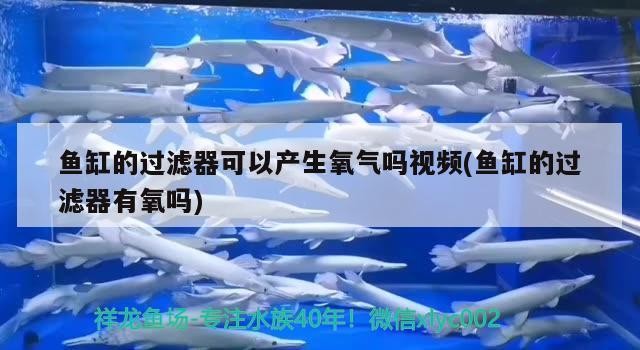 龍魚和虎魚怎樣搭配好看圖片欣賞（龍魚虎魚配魚）幾種不同風(fēng)格的長標題供你參考，，驚艷視覺盛宴！龍魚與虎魚絕美搭配全圖鑒，解鎖配魚美學(xué)新境界，沉浸式觀賞指南，龍魚、虎魚夢幻組合搭配圖集，領(lǐng)略配魚藝術(shù)