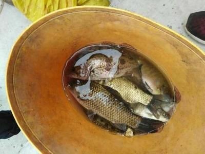龍魚喂小活魚好嗎怎么喂，幾種不同風格的長標題供你參考，，科普實用風，深度解析，龍魚投喂小活魚究竟好不好？科學喂養方法全攻略，疑問引導風，龍魚能否安心食用小活魚？正確投喂方式大揭秘！，強調重點風，聚焦龍魚飲食，喂小活魚利弊