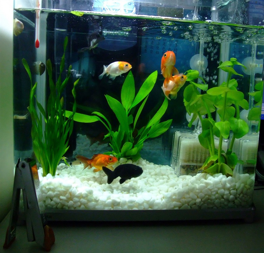 黑色魚缸在風水學中的應用：黑色魚缸養魚的數量與風水原理在風水學中需要考慮哪些因素