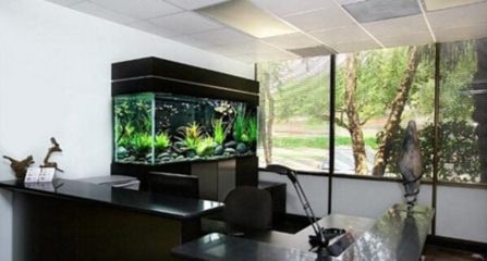 黑色魚缸在風水學中的應用：黑色魚缸養魚的數量與風水原理在風水學中需要考慮哪些因素