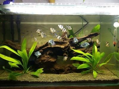 觀賞魚缸換水后放入適量的土霉素、土霉素、新諾明、甲硝唑、黃粉：觀賞魚換水后如何使用藥物 觀賞魚缸換水后放入適量的土霉素、土霉素、新諾明、甲硝唑、黃粉：觀賞魚換水后如何使用藥物 魚缸百科 第2張