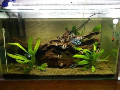 觀賞魚缸換水后放入適量的土霉素、土霉素、新諾明、甲硝唑、黃粉：觀賞魚換水后如何使用藥物 觀賞魚缸換水后放入適量的土霉素、土霉素、新諾明、甲硝唑、黃粉：觀賞魚換水后如何使用藥物 魚缸百科 第3張