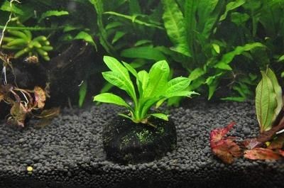 龍魚爛鰓病如何預防傳染：龍魚爛鰓病的預防之道