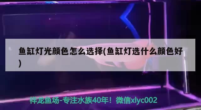 虎魚的功效與作用禁忌圖片大全大圖（老虎魚的功效與作用）