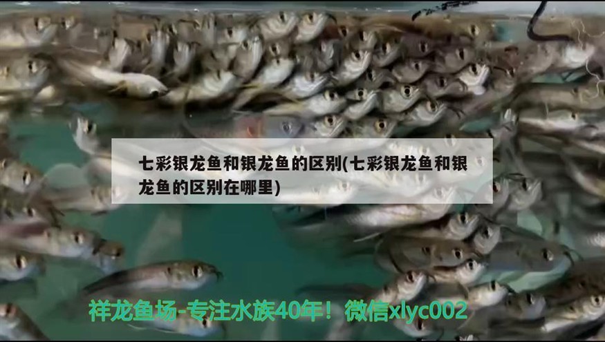 七彩銀龍魚(yú)和銀龍魚(yú)的區(qū)別(七彩銀龍魚(yú)和銀龍魚(yú)的區(qū)別在哪里)