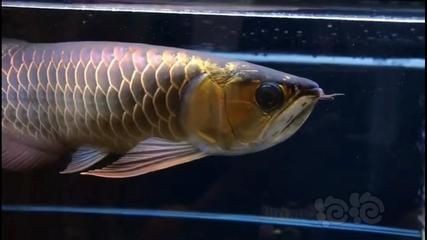 金龍魚古典藍