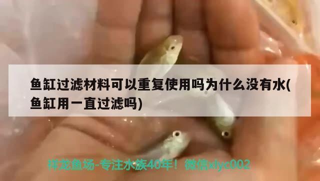 金龍魚與虎魚混養(yǎng)好嗎圖片（紅老虎魚和金龍魚混養(yǎng)）
